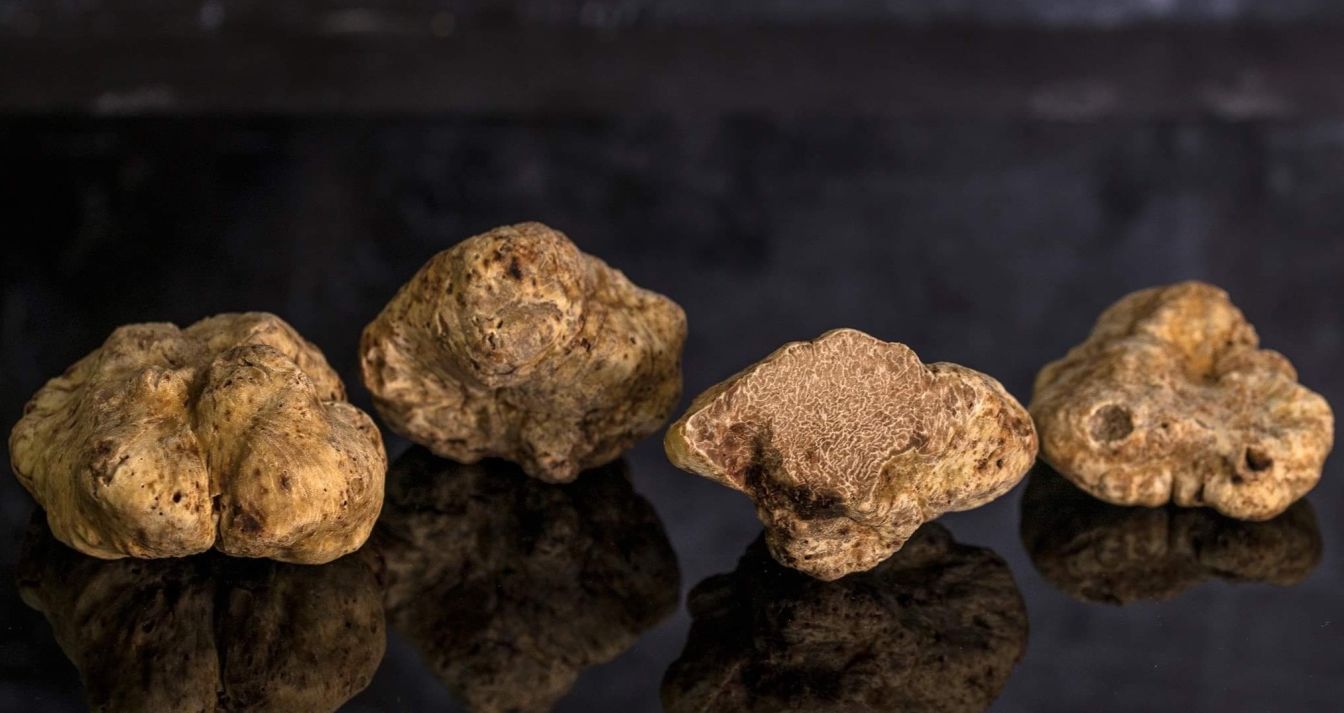 WHITE ALBA TRUFFLE